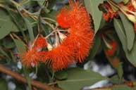 Corymbia ficifolia ‘Dwarf Orange’