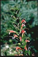 Adenanthos obovatus - click for larger image