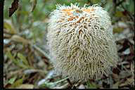 Banksia baueri - click for larger image