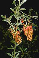 Grevillea diminuta - click for larger image