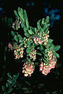 Grevillea iaspicula - click for larger image