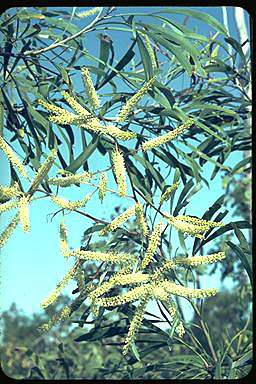 APII jpeg image of Grevillea pyramidalis  © contact APII