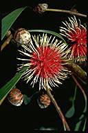 Hakea laurina - click for larger image