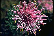 Isopogon formosus - click for larger image