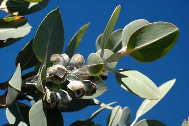 APII jpeg image of Eucalyptus pleurocarpa  © contact APII