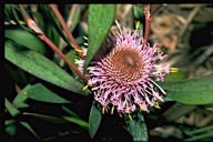 Isopogon cuneatus - click for larger image