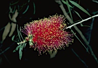 Callistemon rugulosus var. rugulosus - click for larger image