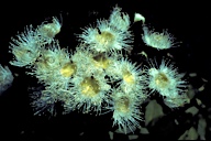 Angophora hispida - click for larger image