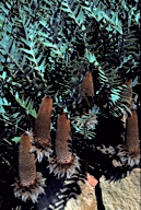 Banksia blechnifolia - click for larger image