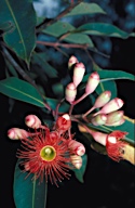 Eucalyptus ficifolia - click for larger image