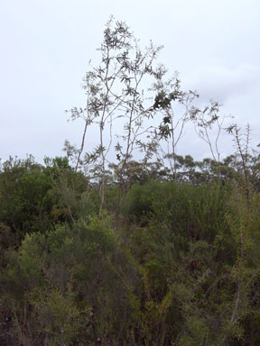 APII jpeg image of Eucalyptus sturgissiana  © contact APII