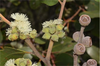 APII jpeg image of Eucalyptus serraensis  © contact APII