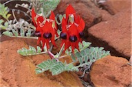 Helichrysum rutidolepis