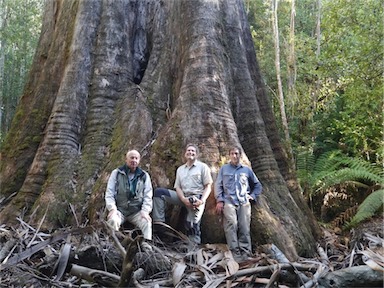 APII jpeg image of Eucalyptus regnans  © contact APII