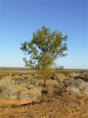 APII jpeg image of Acacia murrayana  © contact APII