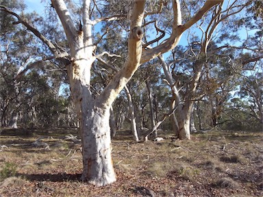 APII jpeg image of Eucalyptus rossii  © contact APII