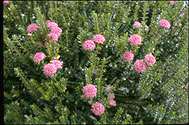 Pimelea ferruginea - click for larger image