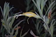 Eremophila glabra - click for larger image