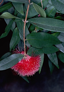APII jpeg image of Syzygium wilsonii subsp. wilsonii  © contact APII