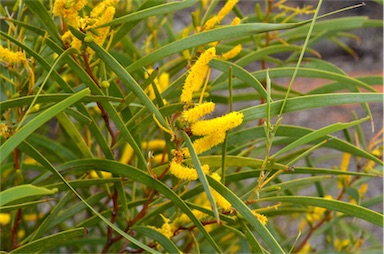 APII jpeg image of Acacia undoolyana  © contact APII