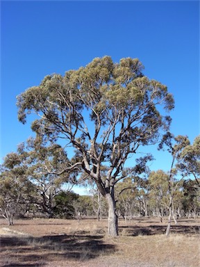 APII jpeg image of Eucalyptus bridgesiana  © contact APII