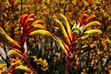 APII jpeg image of Anigozanthos 'Landscape Orange'  © contact APII