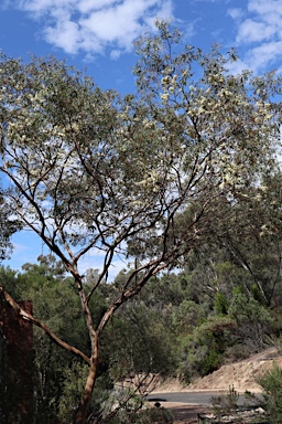 APII jpeg image of Eucalyptus pumila  © contact APII