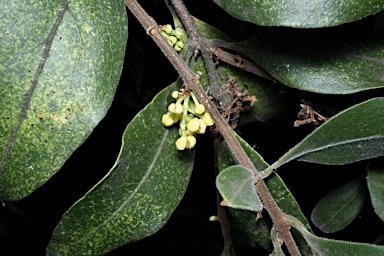 APII jpeg image of Notelaea longifolia f. longifolia  © contact APII