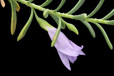 APII jpeg image of Eremophila weldii  © contact APII