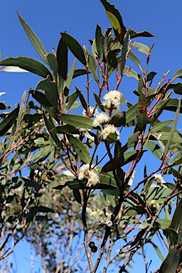 APII jpeg image of Eucalyptus stricta  © contact APII