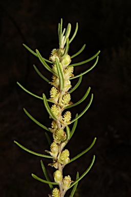 APII jpeg image of Bertya rosmarinifolia  © contact APII