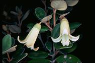 Correa 'Ivory Bells' - click for larger image