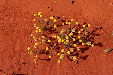 APII jpeg image of Hyalosperma glutinosum subsp. glutinosum  © contact APII