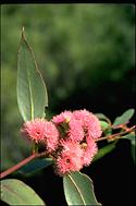 Eucalyptus lansdowneana - click for larger image