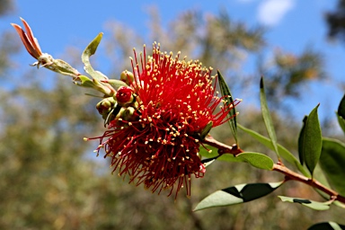 APII jpeg image of Callistemon polandii 'Peak Downs'  © contact APII