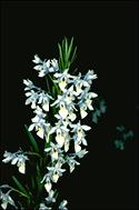 Hybanthus floribundus subsp. adpressus - click for larger image