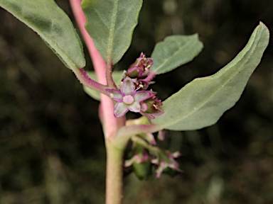 APII jpeg image of Zaleya galericulata subsp. australis  © contact APII