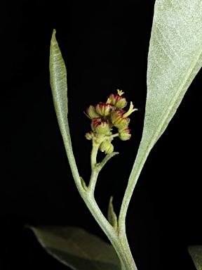 APII jpeg image of Dodonaea viscosa subsp. burmanniana  © contact APII