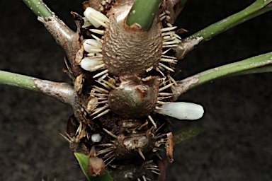 APII jpeg image of Myrmecodia platytyrea subsp. antoinii  © contact APII