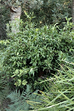 APII jpeg image of Notelaea longifolia f. longifolia  © contact APII
