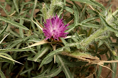 APII jpeg image of Centaurea calcitrapa  © contact APII
