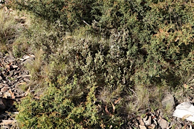 APII jpeg image of Acrothamnus hookeri  © contact APII