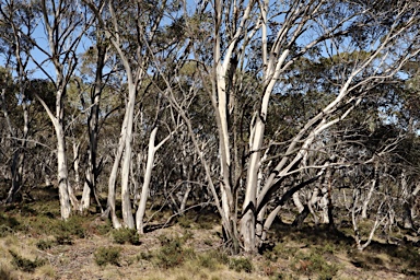 APII jpeg image of Eucalyptus pauciflora  © contact APII