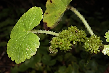 APII jpeg image of Hydrocotyle miranda  © contact APII