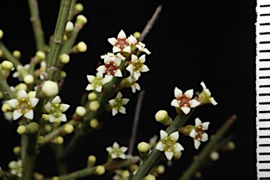 APII jpeg image of Choretrum pauciflorum  © contact APII
