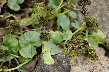 APII jpeg image of Hydrocotyle miranda  © contact APII