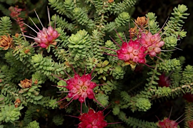 APII jpeg image of Darwinia oldfieldii  © contact APII