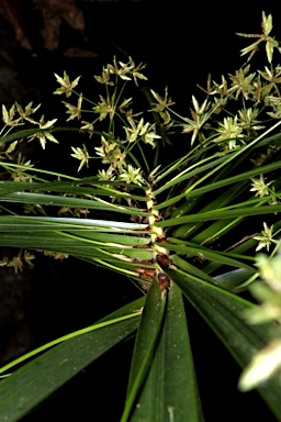 APII jpeg image of Cyperus involucratus  © contact APII