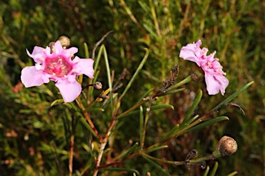 APII jpeg image of Chamelaucium 'Raspberry Ripple'  © contact APII