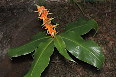 APII jpeg image of Hedychium  © contact APII